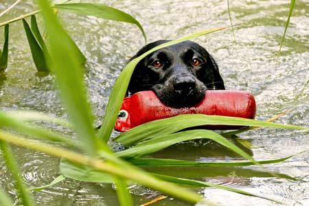 duftstoffe-jagdhundeausbildung