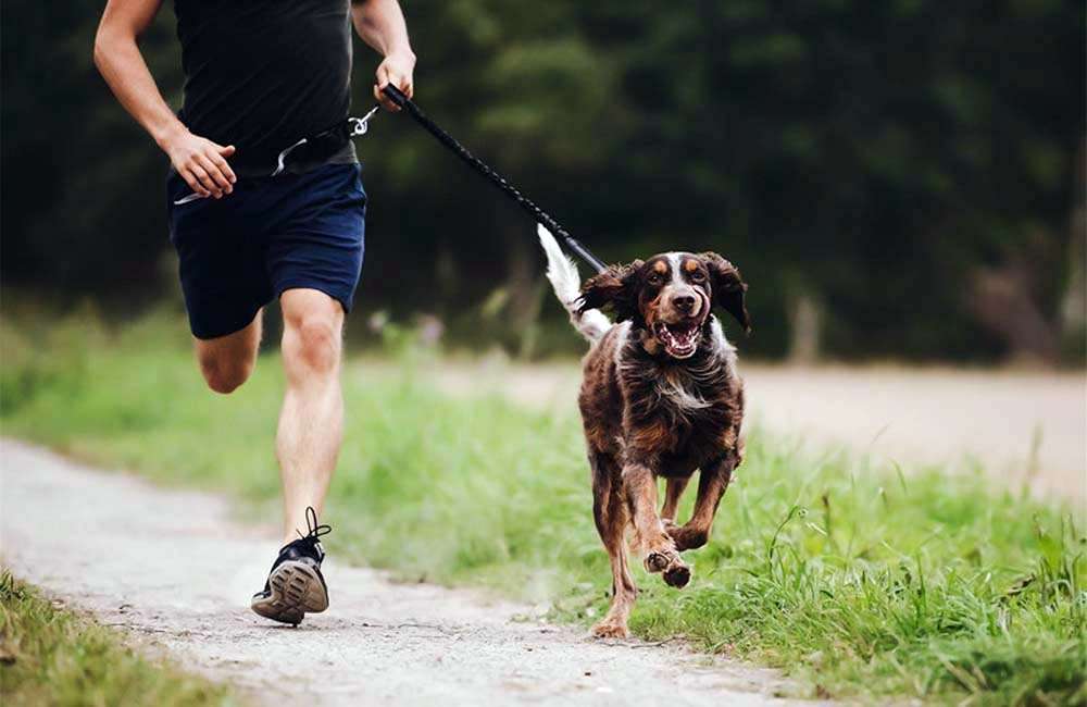 Farm-Land Freihand-Leine / Joggingleine | Hundeleinen | Hunde | Jgerscheune