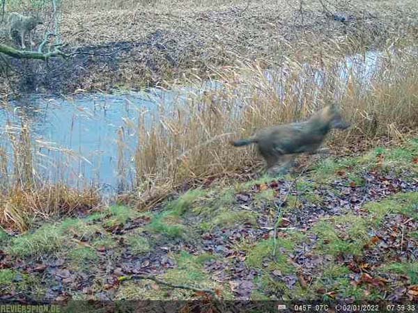 wildkamera-wechsel-5