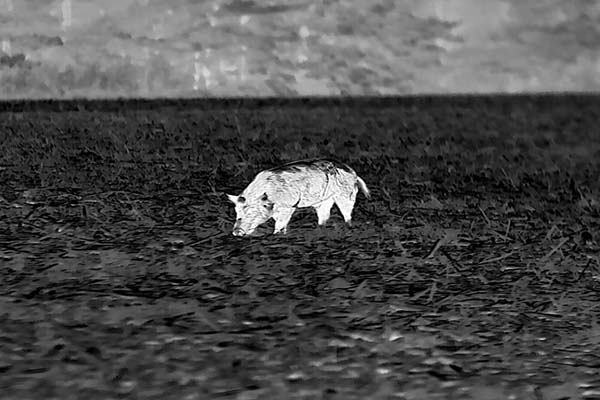 infiray-ch50-waermebildkamera