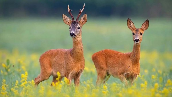 Hegering Rehwild Wildackermischung