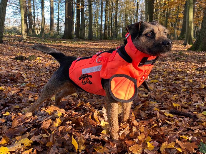 border-patterdale-terrier-sauenschutzweste