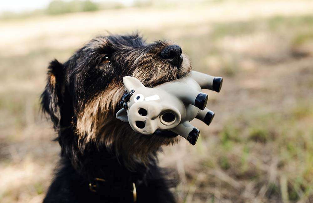 6 Stück Hundespielzeug Aus Latex – Mit Quietschelement, Bunte Gummi-Hühner | Für Kleine & Große Hunde, Langlebig & Sicher