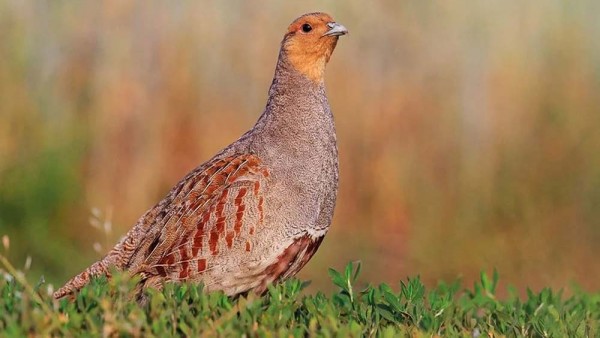 Hegering Spezial Wildackermischung