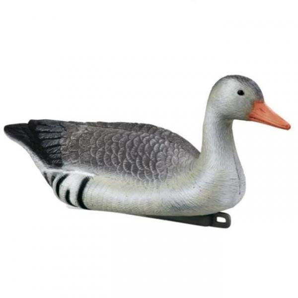 Stepland Graugans schwimmend
