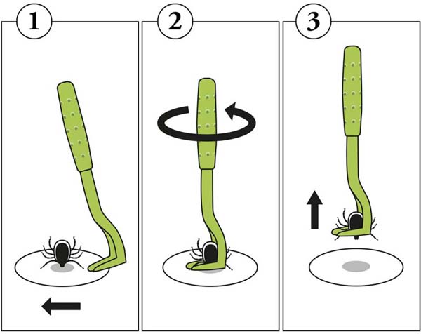 hunter-zeckenhaken-ajka-anwendung