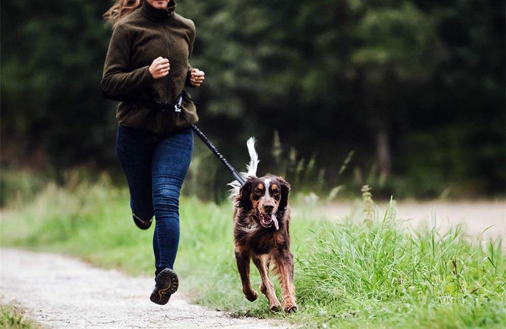 Farm-Land Freihand-Leine / Joggingleine | Hundeleinen | Hunde | Jgerscheune