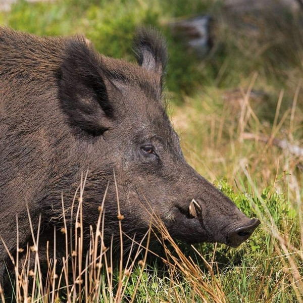 Karte mit Sound Wildschwein