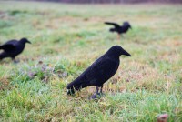 Beflockte Vollkörper Lockkrähe