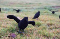 Beflockte Vollkörper Lockkrähe mit Flügeln
