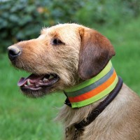 Reflektierendes Halsband für Hunde