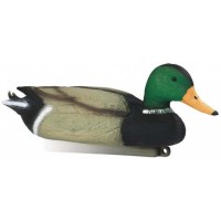 Lockente männliche Stockente
